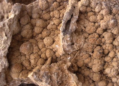 Blumenkohlstrukturen in Kavernen des Tuffs aus Bärenthal Nahaufnahme von gelblich braunem Gestein mit blumenkohlähnlichen Ausprägungen.