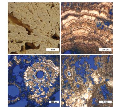 Charakteristische Kalktuffe von Bärenthal, Handstück und Dünnschlifffotos In vier Quadrate aufgeteiltes Foto von verschiedenen Dünnschliffen sowie eines Handstückes von Kalktuff.