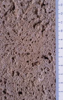 Kalktuff aus dem Steinbruch Bärenthal Nahaufnahme einer rötlich grauen Gesteinsoberfläche mit porösen, löchrigen Stellen. Ein rechts am Rand angebrachtes Massband zeigt die Größe an.