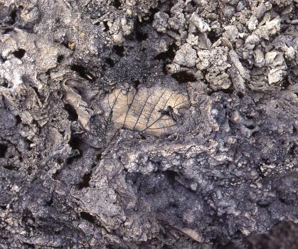 Taltuff aus Wutach-Lembach mit Blattabdrücken Detailaufnahme von bläulich grauem bis hellgrauem Gestein, mit unregelmäßiger Form, teils knollig, mit Lufteinlässen und Hohlräumen. In der Bildmitte sind die Abdrücke feiner Blattadern zu erkennen.