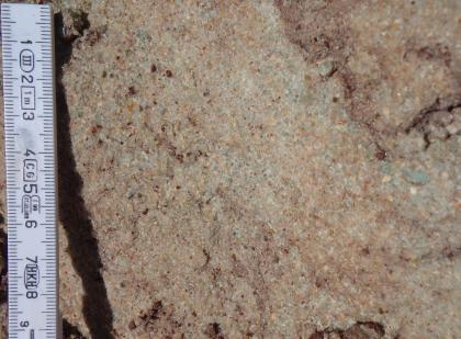 Mürber Mittel- bis Grobsandstein. Großaufnahme von gelblich grauem bis rötlich grauem Gestein, in das sich dunklere Körner eingelagert haben.