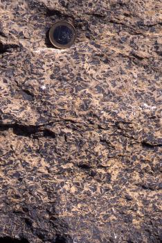 Schillkalkstein aus dem Steinbruch Bretzingen Nahaufnahme einer hellbraunen, leicht zerfurchten Gesteinsoberfläche mit zahlreichen bläulichen Einsprengseln. Eine Euro-Münze links oben dient als Größenvergleich.