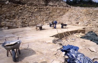 Paläontologische Forschungsgrabung im Nusplinger Steinbruch, 2009 Blick in einen Steinbruch mit halbhoher Wand im Hintergrund und ebener Sohle vorne. Rechts ist ein Stück der Sohle abgebrochen. Ein Arbeiter befindet sich auf der Sohle, zusammen mit vier befüllten Schubkarren.