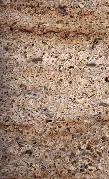 Fassadenplatte am Rathaus in Tengen aus Randen-Grobkalk Nahaufnahme einer Gesteinsoberfläche, die fast nur aus Schalenresten besteht. Farbe hellbraun bis rötlich braun, in der Mitte auch hellgraue Bereiche.