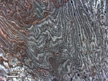 Detailaufnahme von der Fließstruktur des Grünberg-Quarzporphyr Detailaufnahme einer Gesteinsoberfläche mit welliger bis streifiger Fließstruktur, im Wechsel von grauem und weißem Material. Auf der linken Seite des Bildes sind auch braune Farben erkennbar.