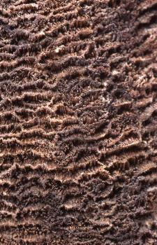 Sinterablagerungen im Rotsteinbruch bei Riedöschingen, Detail einer Oberflächenstruktur Nahaufnahme einer von Wasser bearbeiteten, wulstigen Gesteinsoberfläche. Farbe hellbraun bis rötlich grau. Die Oberflächenstruktur ähnelt einer Ansammlung von zahlreichen Schmetterlingsraupen.