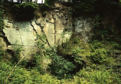 Aufschlusswand des ehem. Schilfsandsteinbruchs der Fa. Merkt beim Kloster Kirchberg Blick auf eine stark zugewachsene grünlich graue Gesteinswand. Auf der linken Bildhälfte verlaufen mehrere diagonale Verwerfungen durch das Gestein.