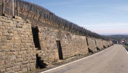 Weinbergmauern bei Haberschlacht aus Heuchelberger Schilfsandstein Ein von links nach rechts abfallender Weinberg wird von einer Stützmauer begrenzt. Die Mauer besteht aus hellbraunen Steinen und weist in Abständen Treppen auf. Rechts davon verläuft eine Straße.