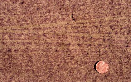 Rot gefleckte Varietät des Weiler Schilfsandsteins Nahaufnahme einer rot gefleckten Gesteinsoberfläche. Eine Cent-Münze rechts unten dient als Größenvergleich.