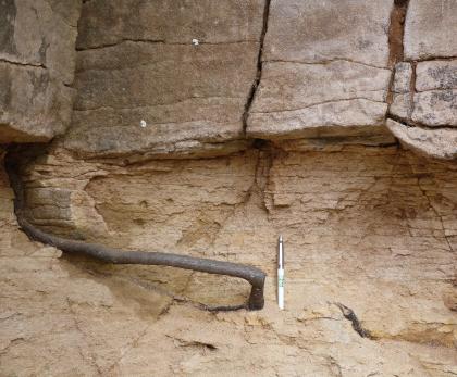 Fleins in einem alten Steinbruch im Herrenberger Stadtwald Teilansicht einer zweigeteilten, gelblich grauen Gesteinswand: Oben mit festen großen Blöcken, die etwas hervorstehen, unten mit ausgewaschener Kehle und vorstehendem, knotigem Wurzelstrang. Ein Kugelschreiber nahe der Bildmitte dient als Größenvergleich.