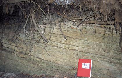 Steinbruch beim Sportplatz westlich von Neuenhaus Blick auf eine von herabhängenden Wurzeln halb verdeckte Gesteinswand. Das Gestein hat eine olivgrüne Färbung und ist dünn geschichtet. Ein rotes Schreibheft rechts unten dient als Größenvergleich.