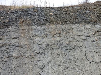 Abbauwand von der Obtususton-Formation  Das Bild zeigt eine Abbauwand mit mittelgrauem und Nahe der Oberfläche dunkelgrauem-gelblichem Material.