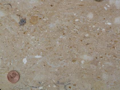 Brenztal-Trümmeroolith Nahaufnahme einer geschliffenen Gesteinsoberfläche, gelblich braun mit weißlichen Einschlüssen. Links unten liegt eine Cent-Münze.