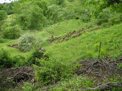 Stirnwulst (Stauchwulst) des Rutschkörpers  Das Bild zeigt einen von rechts nach links abfallenden, dicht begrünten Hang, in dessen Mitte das Gras jedoch wulstartig aufgebrochen wurde. Mehrere Bäume verloren dabei ihren Stand und stürzten um. Im Vordergrund sind Zweighaufen und ein Zaun erkennbar.
