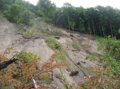 Hauptabriss mit abgeglittener Kalksteinscholle Das Bild zeigt einen von links nach rechts geneigten, bewaldeten Hang, dessen seitliche Kante zum Vordergrund hin abgerutscht ist. Loses Erdreich und Schotter sowie umgestürzte oder abgeknickte Bäume liegen darauf verstreut.