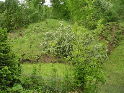 Hauptabriss mit abgeglittener Kalksteinscholle Blick auf einen teils bewaldeten, teils grasigen Berghang, der zum Hintergrund hin ansteigt. In der Bildmitte sowie links und rechts außen zeigen sich Risse im Gelände mit sichtbarem Bodenmaterial. Im oberen Bildteil sind umgeknickte Bäume zu erkennen.