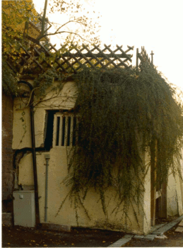 Zerstörte Garage Zu sehen ist eine von Efeu überwucherte Garage. Ihre Außenwand wird durch einen etwa 10 Zentimeter breiten Spalt durchtrennt.