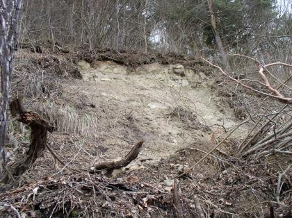 Sekundäre Rutschung Sipplingen Zu sehen ist ein Hangaufschluss aus hellgrauem bis beigem Gestein. Das Gestein bildet oben eine kleine Stufe aus. Unten befinden sich Lockermaterial und umgeworfene Bäume und Sträucher. Im Hintergrund Wald.