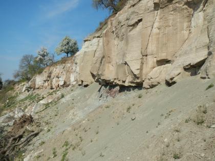 Sandstein der Hassberge-Formation an Abrisskante Von vorne rechts nach hinten verläuft eine Felswand aus hellem, blockigem Gestein. Unterhalb der Wand befindet sich eine steil abfallende Geröllhalde aus gleichfarbigem Gestein. Oberhalb der Wand wachsen vereinzelte Bäume.