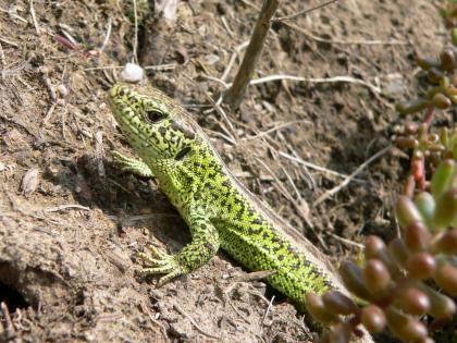 Östliche Smaragdeidechse (Lacerta viridis) am Kaiserstuhl bei Eichstetten Nahaufnahme von Kopf und Oberkörper einer kleinen Smaragdeidechse, hellgrün mit schwarzen Tupfen.