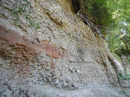 Anstehendes Konglomerat und Mergelstein Zu sehen ist eine Felswand, die oben mit Büschen und Bäumen bewachsen ist. In der Wand sind verschiedenartige Gesteinsschichten zu erkennen.