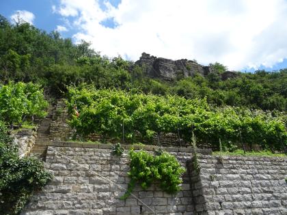Hessigheimer Felsengärten vom unterhalb verlaufenden Wurmbergweg aus Blick auf einen steil zum Hintergrund hin aufsteigenden Rebhang. An die Reben schließen sich oben Wald sowie längliche Felswände an. Eine versetzte Steinmauer stützt den Fuß des Hanges.