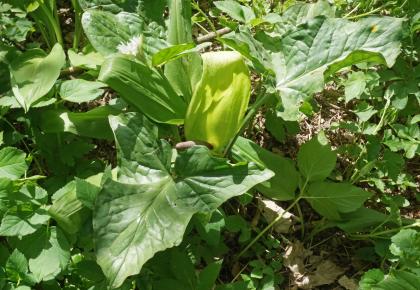 Aronstab in der Rheinaue bei Sasbach am Kaiserstuhl Nahaufnahme einer großblättrigen Pflanze mit fingerartigem Pollenstab.
