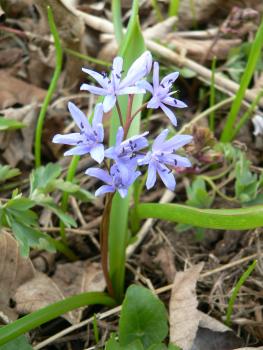 Blaustern (Scilla bifolia) im Naturschutzgebiet Grimmbachmündung südlich von Braunsbach Nahaufnahme eines kleinen Gewächses mit bläulichen, sternförmigen Blüten.