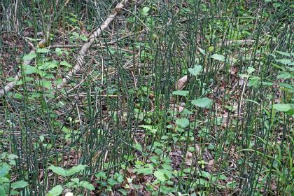 Winter-Schachtelhalm (Equisetum hyemale, „Schaftheu“) als Zeiger hoch anstehenden Grundwassers bei einem Altrheinarm Blick auf hoch stehende Gräser und Halme im Naturschutzgebiet Taubergießen. Die Vegetation weist auf erhöhtes Grundwasser hin.