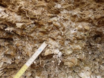 Durch Kalkausfällungen verkitteter Hangschutt an der Baaralb bei Geisingen Nahaufnahme von verklebtem, kleinteiligem und bräunlich gelbem Gestein.