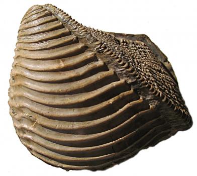 Trigonia costata, Blagdenischichten; Kahlenberg bei Ringsheim Das Bild zeigt eine versteinerte Muschelschale. Die Schale hat eine braune Farbe und die Form eines Dreieckes. Zum Betrachter hin ist sie gewölbt und weist Furchen und Ausbuchtungen auf.