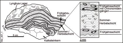 Oscillatoriaceen-Tuff Zweigeteilte. schwarzweiße Schnittzeichnung eines Kalksteines mit Blaualgen auf der Oberseite und hell/dunkler Schichtung darunter (links). Rechts ist eine Vergrößerung der Schichten dargestellt.