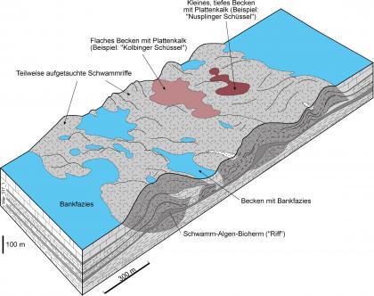 Paläogeographisches Modell für die Zeit des höchsten Oberjuras im Gebiet von Kolbingen und Nusplingen Dreidimensionale, mehrfarbige Schnittzeichnung, das einen Ausschnitt der westlichen Schwäbischen Alb zeigt. Dargestellt sind tiefe und flache Becken mit Plattenkalken, aber auch hochgewölbte Schwammriffe.
