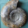 Nahaufnahme eines versteinerten Fossils mit spiralförmigem Gehäuse. Die graue, bläuliche und braune Versteinerung zeigt abplatzende Stellen und Rostspuren.