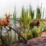Blick auf ein Diorama mit der Nachbildung eines Seeufers. Zwischen hohen Schilfpflanzen sind auch Modelle von kleinen Hirschen zu sehen.