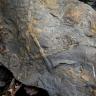 Teilansicht einer grauen, gewölbten Gesteinsplatte. Auf der Oberfläche sind wulstige, sich kreuzende Erhebungen erkennbar.