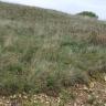 Blick auf einen mit ausgebleichtem Gras bewachsenen Hügel, der nach rechts hin abfällt. Der Fuß des Hügels ist weniger bewachsen; hier liegt statt dessen Gesteinsschutt.