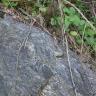 Das Bild zeigt ein graublaues, von links oben nach rechts unten schräg verlaufendes Gesteinsstück. Auf dem Gestein wachsen Grünpflanzen.