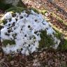 Nahaufnahme eines auf einem Laubteppich liegenden, mit Moos bewachsenen löchrigen Felsens. Seiner weißlich grauen Farbe wegen könnte man ihn auch für mit Schnee bedeckt halten.  