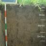 Das Foto zeigt ein Bodenprofil unter Ackerpflanzen. Es handelt sich um ein Musterprofil des LGRB. Das in fünf Horizonte gegliederte Profil ist 90 cm tief. Eine Tafel links oben gibt Nummer und Name des Profils an.