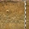 Das Bild zeigt ein aufgegrabenes Bodenprofil unter Wald. Das Profil ist durch eine beschriftete Kreidetafel als Musterprofil des LGRB ausgewiesen. Das hellbraune Profil ist 1,50 m tief.