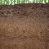 Teilansicht eines Bodenprofils des LGRB unter einer Maispflanzung. Vom braunen, im oberen Bereich schwärzlich braunen Profil sind 80 Zentimeter in der Tiefe sichtbar.