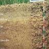 Das Bild zeigt ein Bodenprofil unter Ackerpflanzen. Es handelt sich um ein Musterprofil des LGRB. Das in fünf Horizonte gegliederte Profil ist 1,40 m tief.