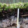 Teilansicht eines Bodenprofils unter einer Grasdecke. Die sichtbare Profilwand ist, von oben nach unten, schwarz und hellgrau. Ein Maßstab dient als Größenvergleich.
