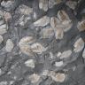 Das Bild zeigt helle, in dunkelgraues Gestein eingebettete Schalen von Muscheln oder Schnecken.