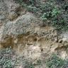 Teilansicht einer Lösslehmwand in einem Hohlweg. Neben weicheren, leicht ausgehöhlten gelblichen Bereichen im unteren Bildteil finden sich oben und ganz unten auch verkrustete, graue Stellen mit Pflanzenüberdeckung.