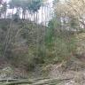 Blick auf eine stark zugewachsene, nach links hin ansteigende ehemalige Steinbruchwand. Am Fuß des Steinhanges liegen gefällte Baumstämme.