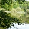 Blick auf einen grün schillernden See mit von Schilf und Wald bestandenem Ufer im Hintergrund. Im Vordergrund links ragen die belaubten Zweige eines Baumes ins Bild.