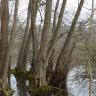 Das Foto zeigt mehrere hohe, schlanke und entlaubte Bäume, die im Wasser eines Sees stehen.