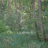 Blick in einen Wald mit Unterholz, hoch stehendem Gras und dicht stehenden, schlanken Bäumen.
